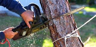 Professional Tree Services in Du Quoin, IL