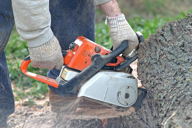 Best Tree and Shrub Care  in Du Quoin, IL