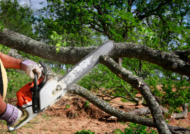 Best Emergency Tree Removal  in Du Quoin, IL